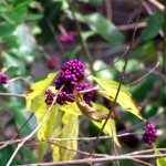 berries